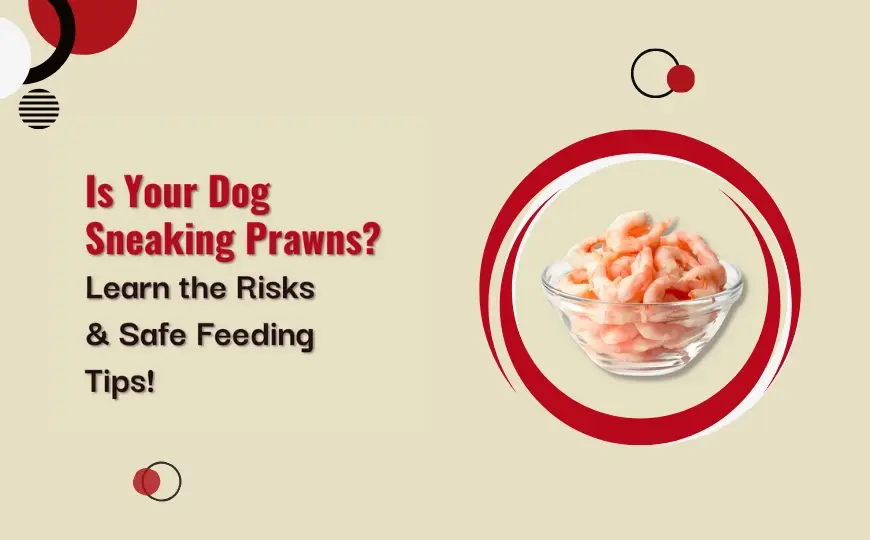 Can dogs eat prawns? How Much? Things to Avoid